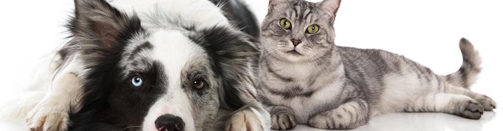 êtes Vous Plutôt Chat Ou Chien Faites Le Test Lelynxfr