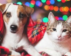 Assurance Santé Chiens Chats Comparateur Gratuit Lelynxfr